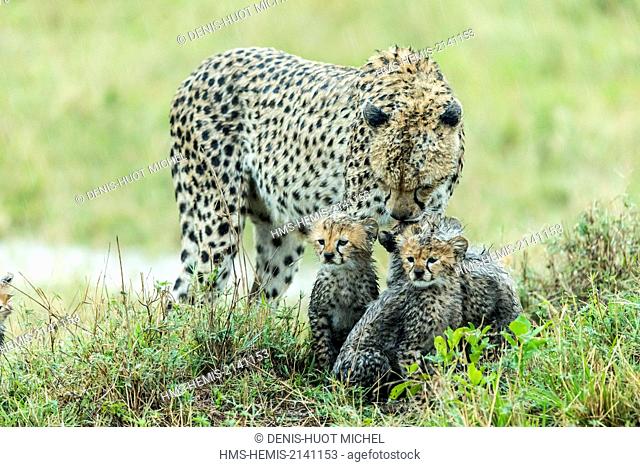 Kenya, Masai Mara game Reserve, cheetah (Acinonyx jubatus), female and cubs 8/9 weeks old under the rain
