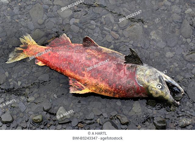 sockeye salmon, sockeye, kokanee, blue back Oncorhynchus nerka, lying on gravel ground, died after spawning, USA, Alaska, Kodiak Island