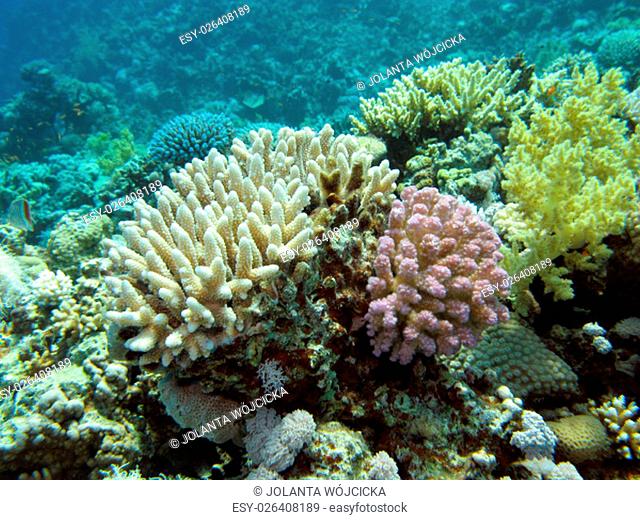 colorful coral reef wih hard and soft corals at the bottom of tropical sea