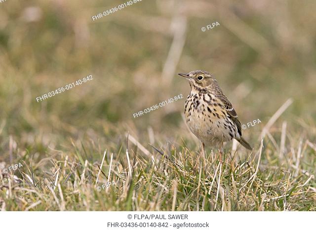 Meadow Pipit (Anthus pratensis) adult, standing on grass, Suffolk, England, April