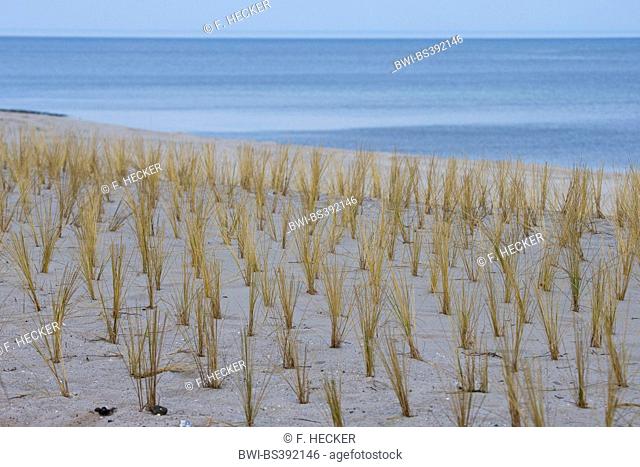 beach grass, European beachgrass, marram grass, psamma, sea sand-reed (Ammophila arenaria), planting of vegetation of the dunes with beach grasses for coast...