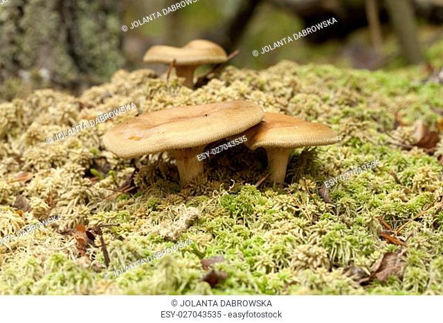 inedible mushrooms (Paxillus involutus) on dry moss