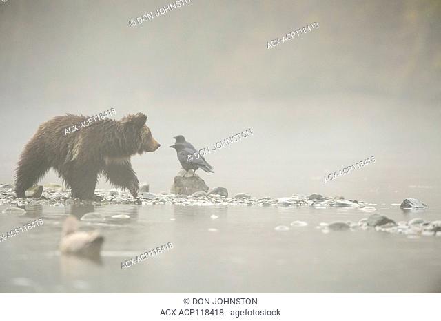 Grizzly bear (Ursus arctos)- Cubs along shore of the Chilko River, attracted to spawning sockeye salmon, Chilcotin Wilderness, BC, Interior, Canada