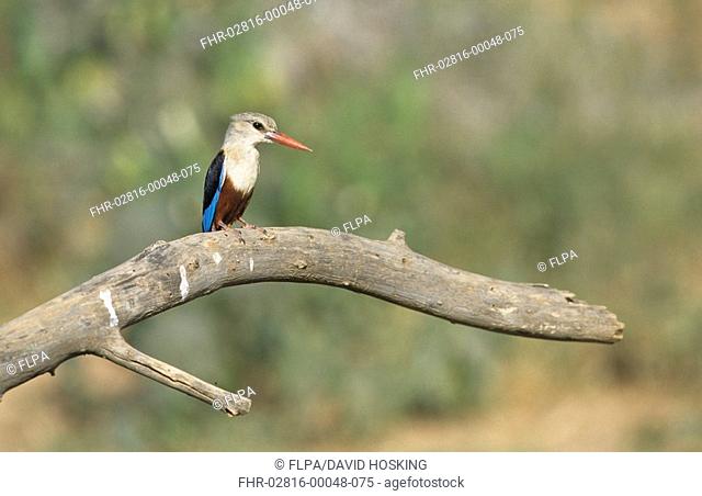 Grey-headed Kingfisher Halcyon leucocephala adult, perched on dead branch, Kenya