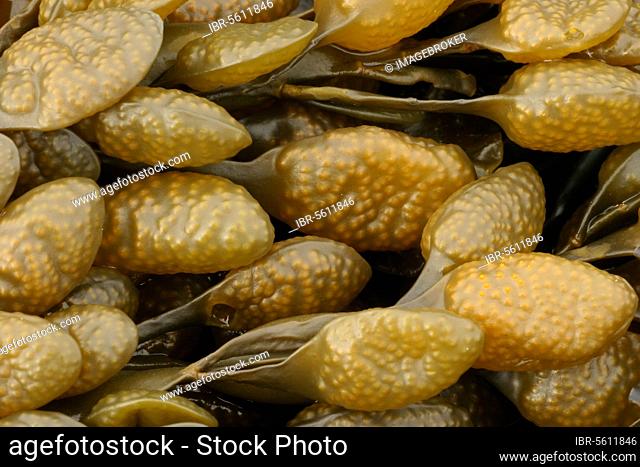 Rockweed (Ascophyllum nodosum) close-up of the vessels, Osmington Mills, Dorset, England, United Kingdom, Europe