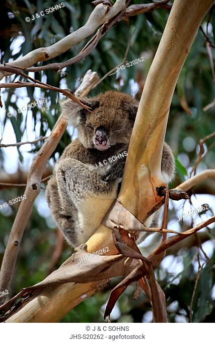 Koala, (Phascolarctos cinereus), adult on tree sleeping, resting, Hanson Bay, Kangaroo Island, South Australia, Australia