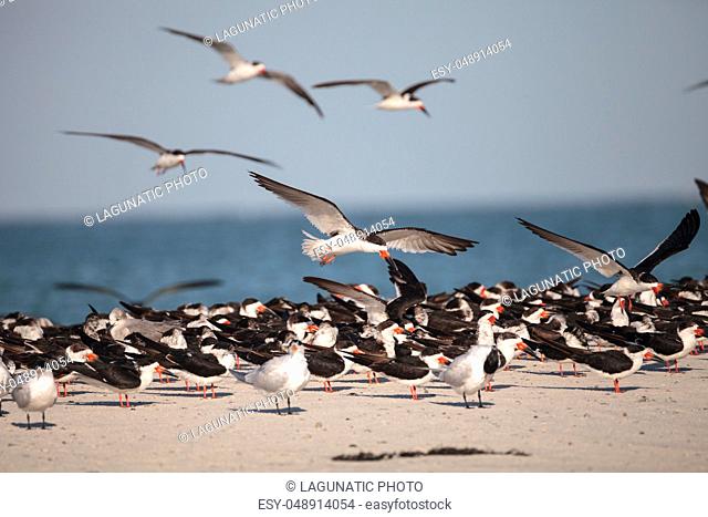 Flock of black skimmer terns Rynchops niger on the beach at Clam Pass in Naples, Florida