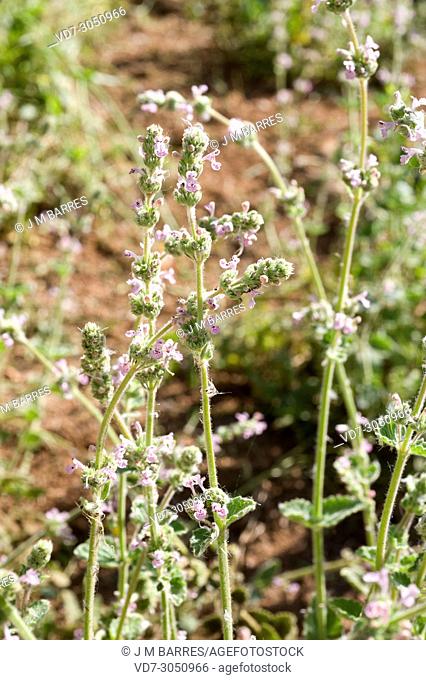 Moroccan nepeta (Nepeta atlantica) is a perennial herb endemic to Morocco. Inflorescence detail