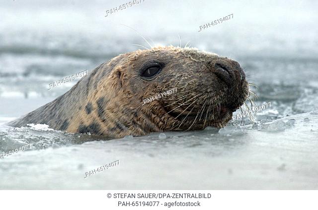 A gray seal looks on from a frozen ice hole the frozen Stralasund lagoon between Stralsund and Greifswald in Germany, 20 January 2016