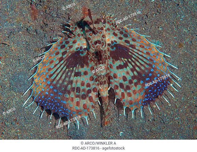 Dragonfish, Lembeh Strait, Indonesia, Eurypegasus spec