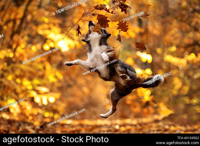 Miniature American Shepherd in autumn leaves