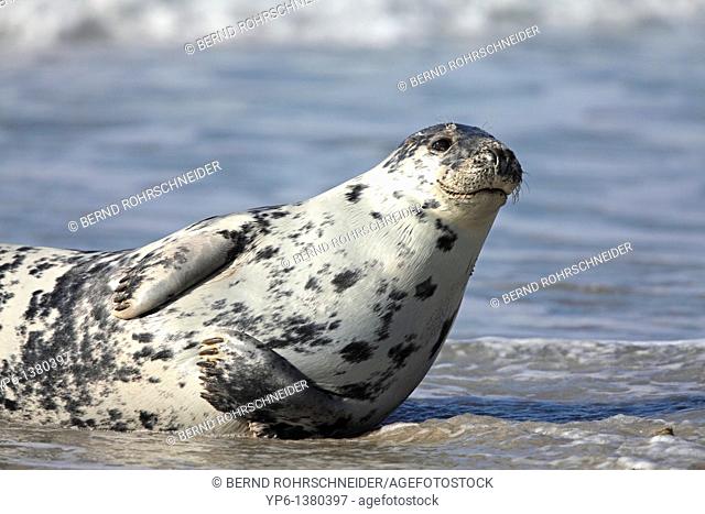 Grey Seal, Halichoerus grypus, lying on beach, Heligoland, Germany