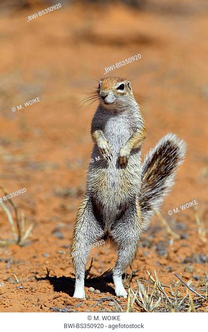 South African ground squirrel, Cape ground squirrel (Geosciurus inauris, Xerus inauris), female standing on the hind legs, South Africa