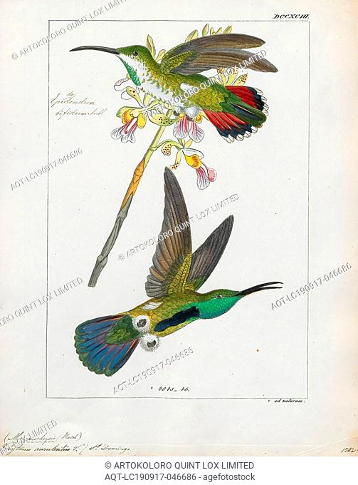 Polytmus aurulentus, Print, The goldenthroats are a small group of hummingbirds in the genus Polytmus., 1820-1860