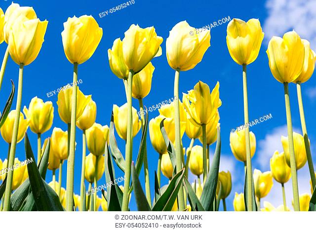 Yellow tulips over a blue sky background. Spring season background