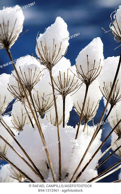 Dry Umbelliferae plants with snow. Osseja. Languedoc Roussillon. Pyrénées Orientales. France