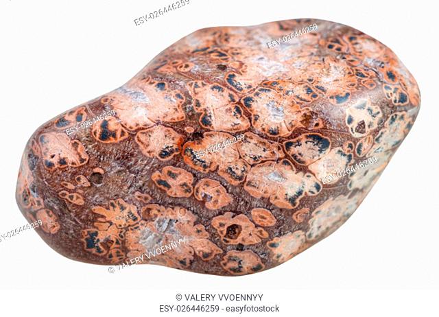 macro shooting of natural mineral stone - tumbled Leopard skin Jasper (Jaguar Stone, Orbicular Jasper) gemstone from Madagascar isolated on white background
