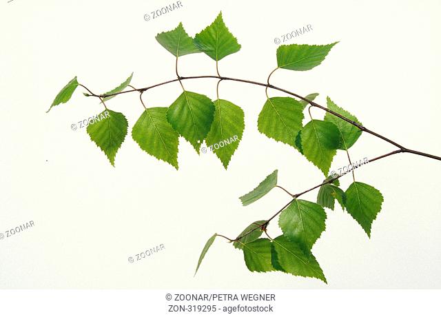 Silver Birch / Haengebirke / Weissbirke birke, betula, birch, bouleau, betula