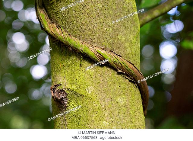 mossy liana at trunk, DarÃŸer Wald, DarÃŸ, Fischland-DarÃŸ-Zingst, Western Pomerania Lagoon Area National Park, Mecklenburg-West Pomerania, Germany