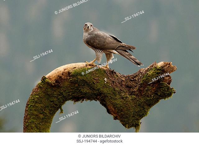 Goshawk (Accipiter gentilis). Adult standing on a dead tree. Austria