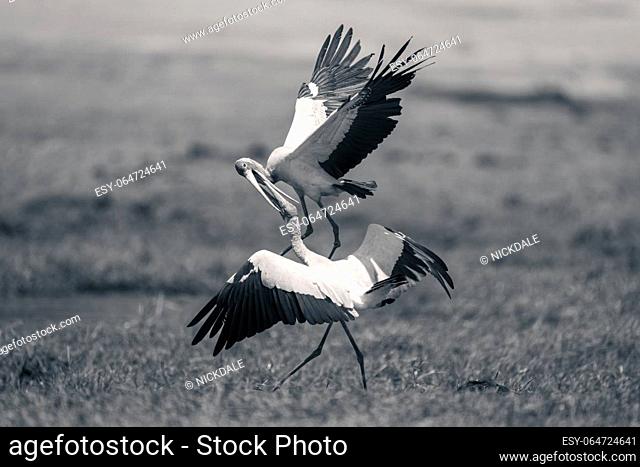 Mono yellow-billed storks squabble on grassy riverbank