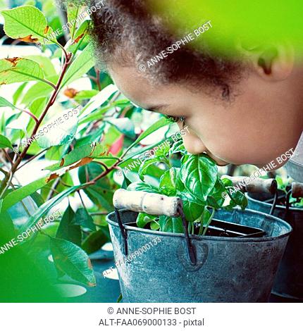 Little girl smelling basil plant