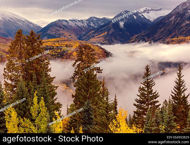 Colorful yellow autumn in Colorado, United States. Fall season