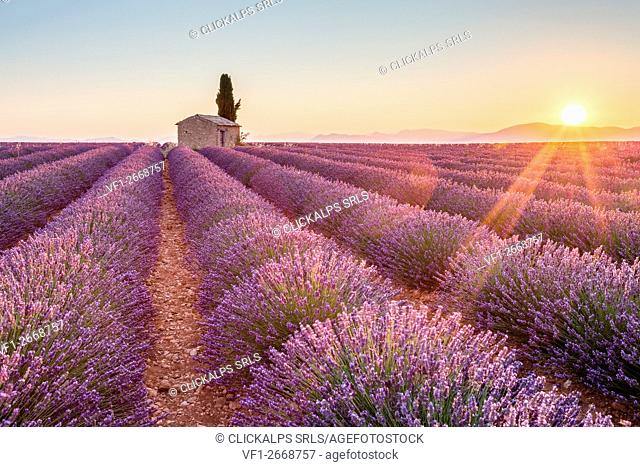 Valensole Plateau, Provence, France. Sunrise in a lavender field in bloom with lonely rural house and cypress tree, sunburst