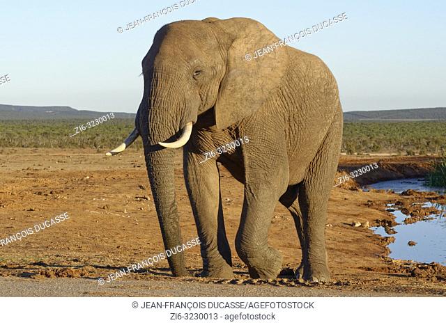 African bush elephant (Loxodonta africana), adult male, walking from a waterhole, evening light, Addo Elephant National Park, Eastern Cape, South Africa, Africa