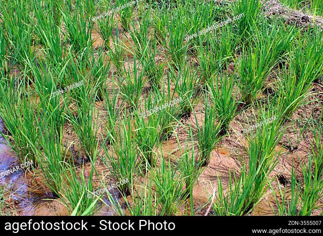 Rows of green rice on the field, Sumatra, Indonesia