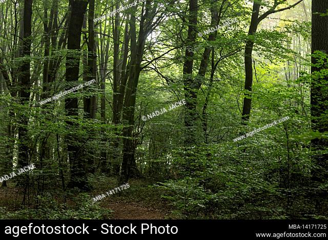forest in bielefeld