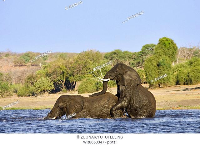 Paar Afrikanische Elefanten Loxodonta africana stehen im Chobe Fluss, Chobe River, Chobe-Nationalpark, Botswana, Afrika, Couple of African Elephants mating in...