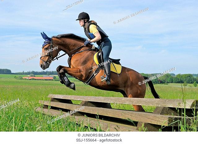 girl riding on American Standardbred horse