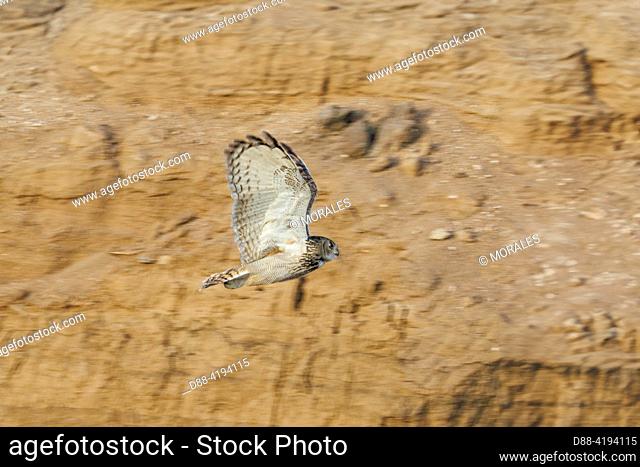 Asia, Mongolia, Eastern Mongolia, Steppe, Great horned owl (Bubo bubo), Adult flying in front of a clay cliff