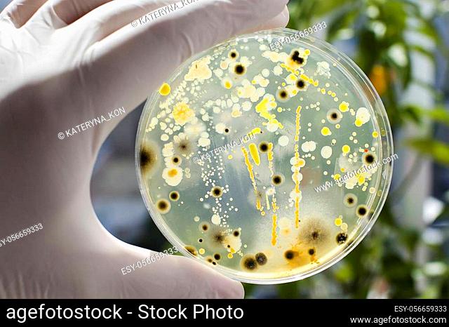 Researcher hand in glove holding Petri dish with colonies of different bacteria and molds on natural background. Biotechnology concept