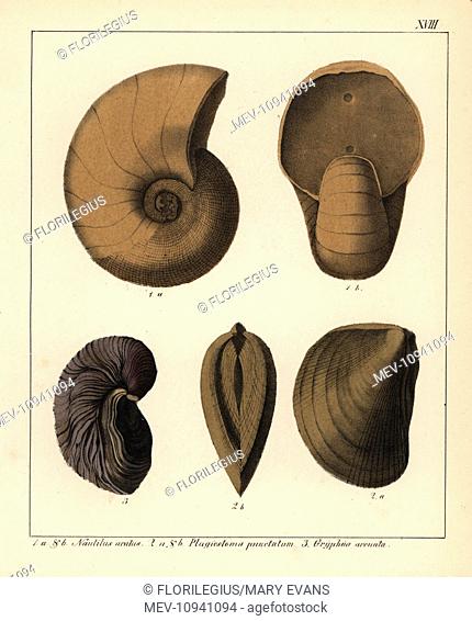 Fossils of extinct cephalopods. Handcolored lithograph from Dr. F.A. Schmidt's Petrefactenbuch, published in Stuttgart, Germany