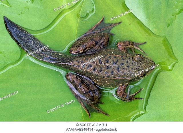 Developing Green Frog w/ Tadpole Tail (Rana clamitans), MI, Michigan