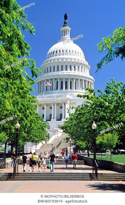 view through a tree-avenue on the United States Capitol, USA, USA, Washington