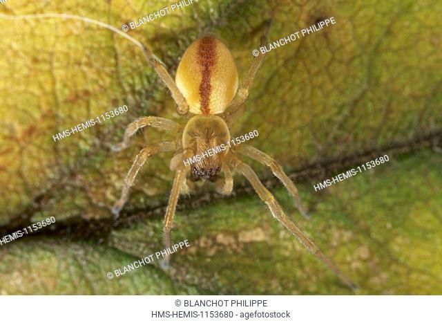 France, Araneae, Miturgidae, Yellow sac spider (Chirachantium punctarium), young
