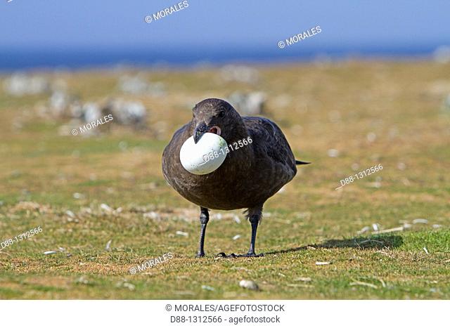 Falkland Islands , Sea LIon island , Falkland Skua Sea-hen Catharacta antarctica  with an egg of penguin