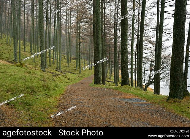 Path thruogh Larch trees in Burtness Wood on the shore of Buttermere in the Lake District National Park, Cumbria, England