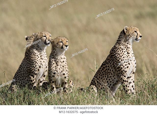 Cheetah family in the Masai Mara