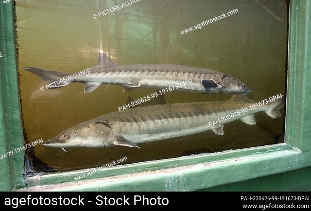 26 June 2023, Berlin: Sturgeon swim in a basin of the Leibnitz Institute of Freshwater Ecology and Inland Fisheries in Müggelsee water