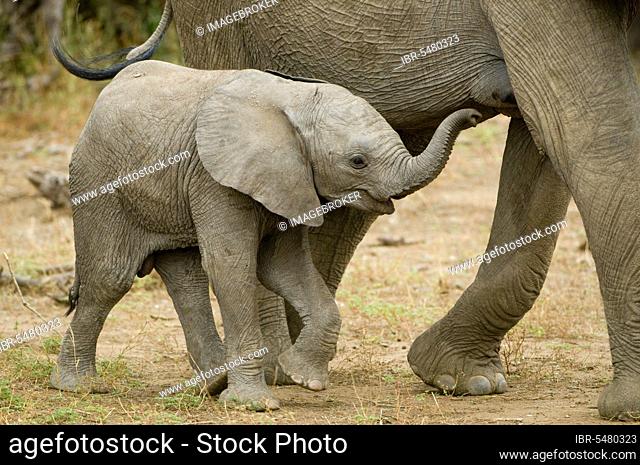 African elephant (Loxodonta africana) elephants, game reserve, elephants, mammals, animals Elephant calf, walking beside mother, Mashatu Game Reserve