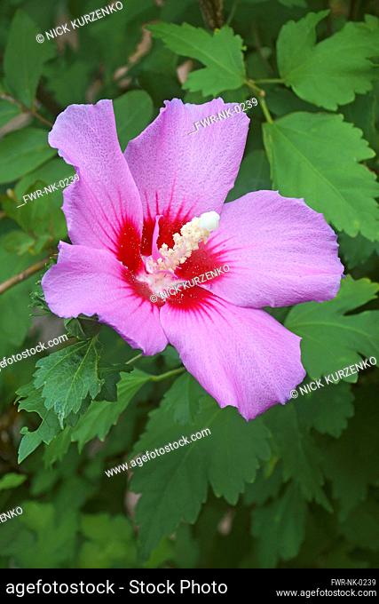 Hibiscus, Rose of Sharon, Hibiscus syriacus, Single pink coloured flower growing outdoor