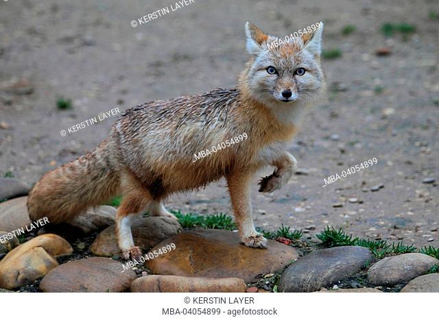 corsac fox, Vulpes corsac