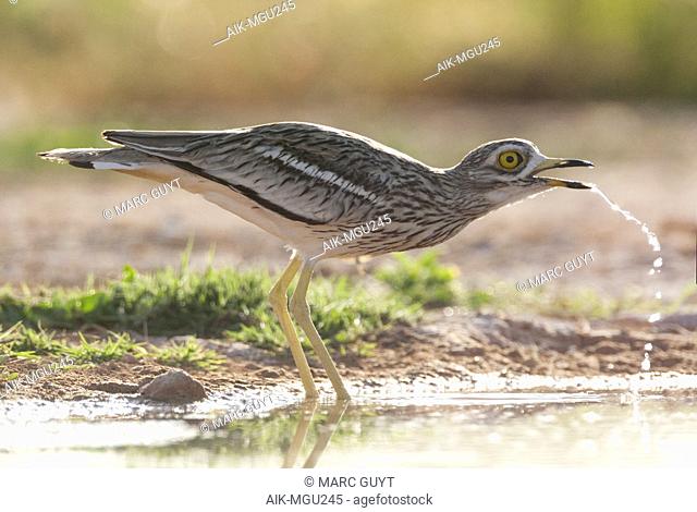 Drinking Eurasian Stone-Curlew (Burhinus oedicnemus) at small fresh water pool in steppes near Belchite, Spain