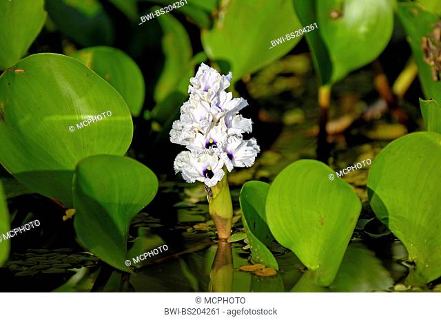 waterhyacinth, common water-hyacinth (Eichhornia crassipes), inflorescence and leaves, Brazil, Pantanal