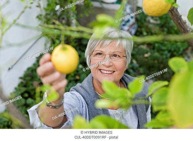 Older woman picking fruit outdoors