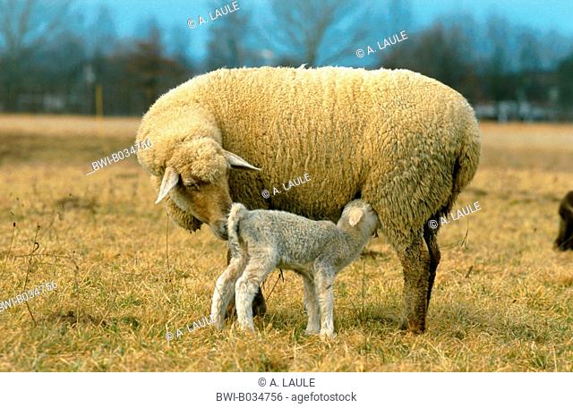 Merino land sheep (Ovis ammon f. aries), mother nursing lamb, Germany, Baden-Wuerttemberg, Black Forest